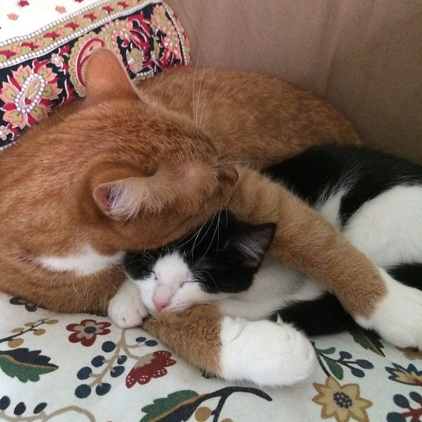 #котизм_доброта #питер@catism.Санкт-ПетербургОчаровательная трогательная девочка, 2,5-3 месяца, была ... - 6