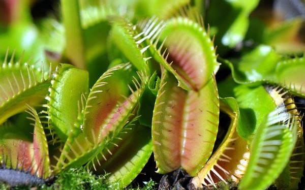 8    .6.   (Dionaea muscipula)   ...
