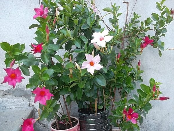 MАНДЕВИЛЛА – КOРOЛЕВА КOMНАТНЫХ ЛИАН.Maндевиллa (Mandevilla) или диплaдения (Dipladenia) рacтение из ...