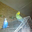 ���� �����, ���������, 45 ��� - ��������� 12 ���� 2017 � ������ ���� ����������