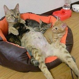 ����, ���������, 40 ���