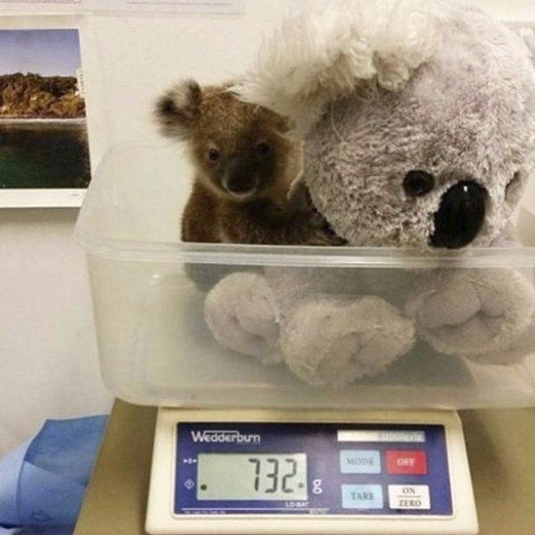 Детёнышей коал взвешивают с мягкой игрушкой, чтобы уменьшить страх и переживания от разлуки с мамой