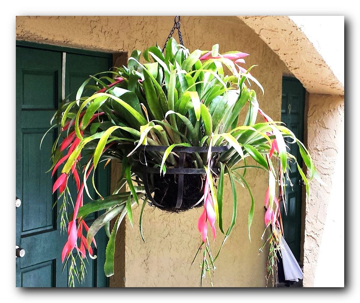 .  (Billbergia nutans)   -  ...