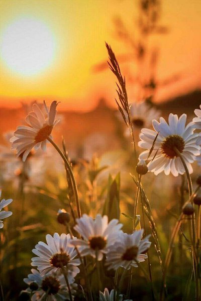 ��������� �����, ��������� ������, ����� ���������� ������, ������ ������� ����, ����� �� ���������� ...