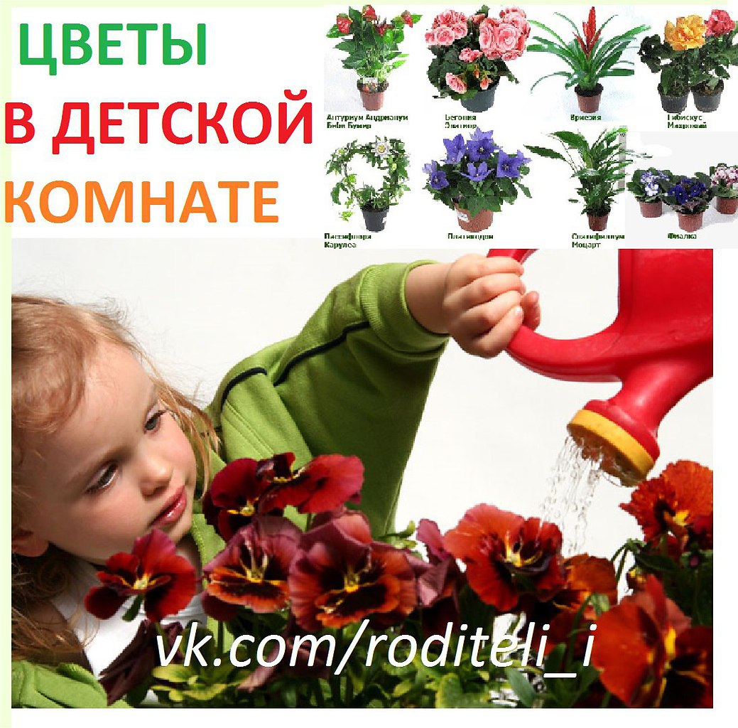 Цветы для комнаты полезные