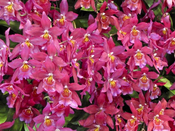 The National Orchid Garden (   )    1859 .   ... - 7