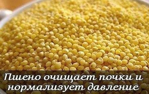 Пшено очищает почки и нормализует высокое давление. * Прорастите пшено. Промытые зернышки слегка ...