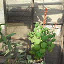 ���� Hamid, ����, 73 ���� - ��������� 4 ���� 2017 � ������ ������ ��������