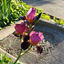  , --, 44  -  19  2017    