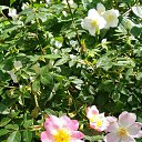  , , 60  -  17  2017      ,17.05.17.