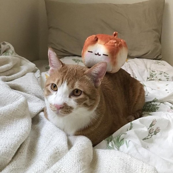 ��� ��� ������� ������, ���������� - 2