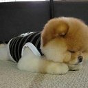 ���� �������, �����������, 46 ��� - ��������� 10 ������� 2017 � ������ ���� ����������