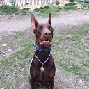 ���� ���/120/, �����-��������� - ��������� 8 ������� 2017 � ������ �����