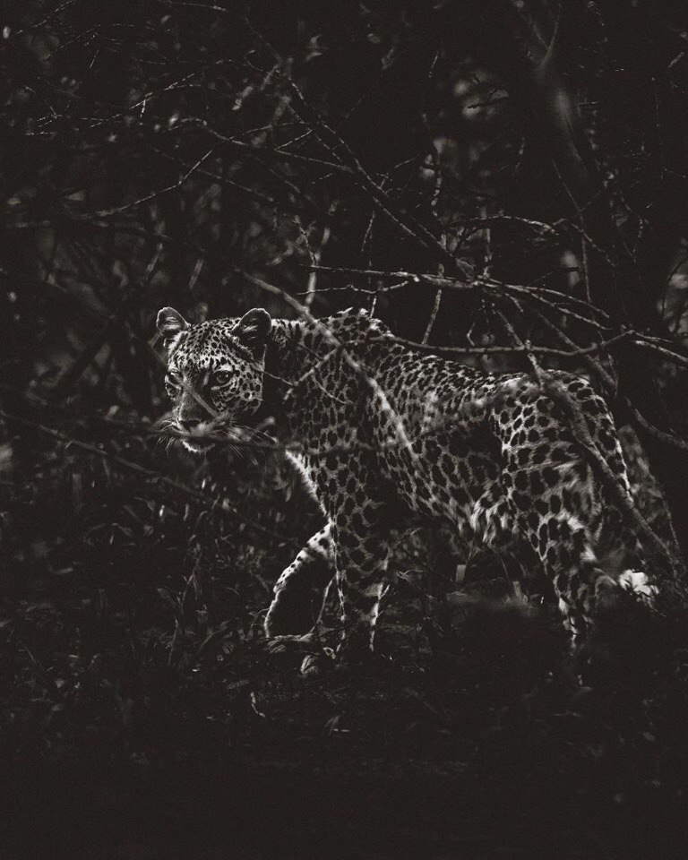 Africa - 4