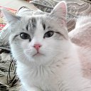 ���� ������, ��������, 36 ��� - ��������� 7 ��� 2017