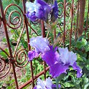 ���� ��������, ������� - ��������� 21 ��� 2017 � ������ ������..�