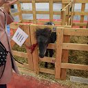 ���� ��������, �����-���������, 51 ��� - ��������� 10 �������� 2017 � ������ ������-������������� ������ �������� ���������� 27.08.2017�