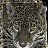 ��� ���� .gif