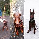 ���� ���/120/, �����-��������� - ��������� 8 ������� 2017 � ������ �����