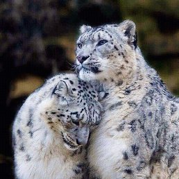 ���� �������, �����������, 55 ��� - ��������� 12 ���� 2017