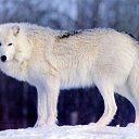 ���� ��������, ����������� - ��������� 14 ���� 2017 � ������ ���� ����������