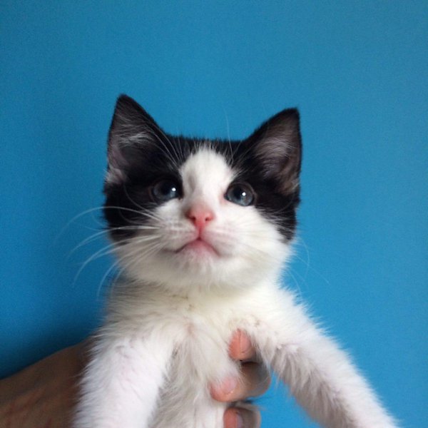 #котизм_доброта #питер@catism.Санкт-ПетербургОчаровательная трогательная девочка, 2,5-3 месяца, была ...