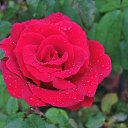  , , 60  -  24  2017   ,&quot;   ..&quot; ,22.10.17