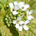 ���� ���������, ���� - ��������� 17 ��� 2017 � ������ ���� ������ ����� ������