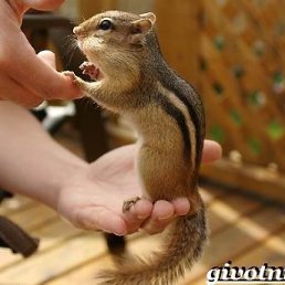 �������, ������, 50 ���