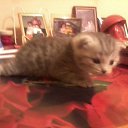 ���� ������, �����������, 61 ��� - ��������� 19 ������� 2017 � ������ ���� ������� �����