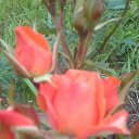 ���� ������, ������� - ��������� 25 ���� 2017 � ������ ������ ��������