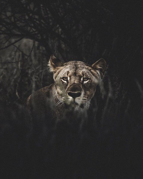 Africa - 6