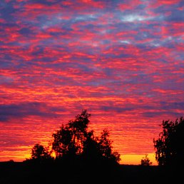 ���� Niece, ��������� - ��������� 19 ������� 2017