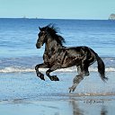 ���� �������, �����������, 61 ��� - ��������� 17 ���� 2017 � ������ ������ ��������