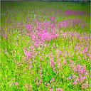  , -, 53  -  10  2017    