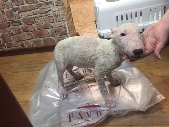 Товарищи! Отчаянно нуждается в помощи малютка Аленушка выкупленная в ужасном состоянии в Алма-Ате, ...