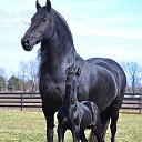   ., , 44  -  18  2017    .