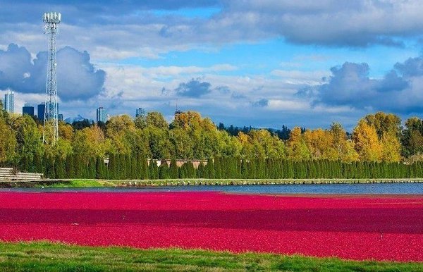 Сбор урожая клюквы в Ричмонде (Канада) – яркое и необычное зрелище. Когда вы еще увидите красное ... - 2