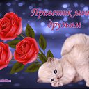 ���� ��������, ������, 56 ��� - ��������� 24 ������ 2017 � ������ ���� ����������