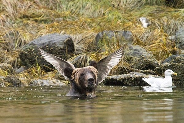 Финалисты конкурса на самую весёлую фотографию дикой природы - 7