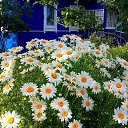 ���� �������������, �������� - ��������� 26 ������� 2017 � ������ ���� ����������