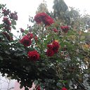 ���� Sadettin, �������, 44 ���� - ��������� 1 ������� 2017 � ������ ���� ����������