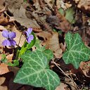  , , 60  -  11  2017     ,,01.04.17