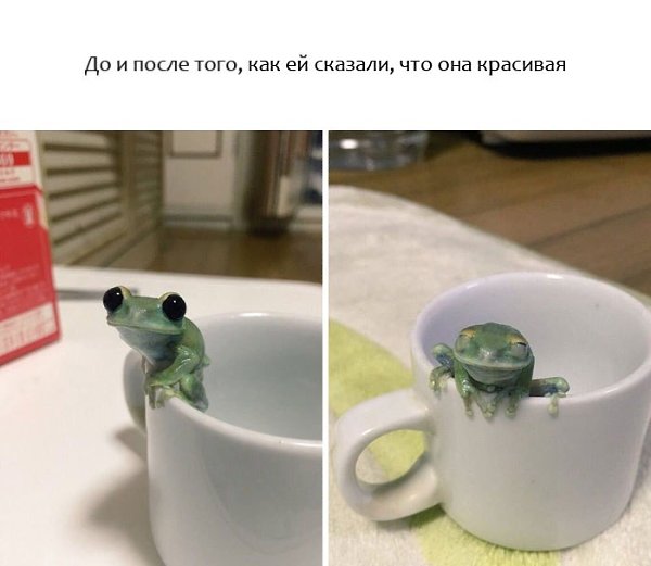 9 счастливых животных, с которых нужно начинать свой день. - 6