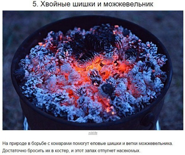 10 способов борьбы с комарами и их укусами - 5
