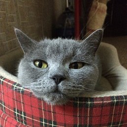 Konstantin, �����-���������, 52 ����