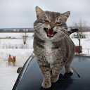 ���� �����, ���� - ��������� 13 ������ 2017 � ������ ���� ����������