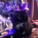 ���� Yurii, ���� - ��������� 12 ���� 2017 � ������ ���� ����������