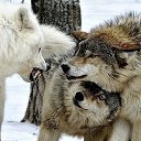 ���� ������, ������������ - ��������� 31 ���� 2017 � ������ ������