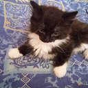 ���� �������, ������ - ��������� 21 ���� 2017 � ������ ���� ����������